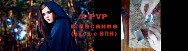 прущие грибы Зеленокумск